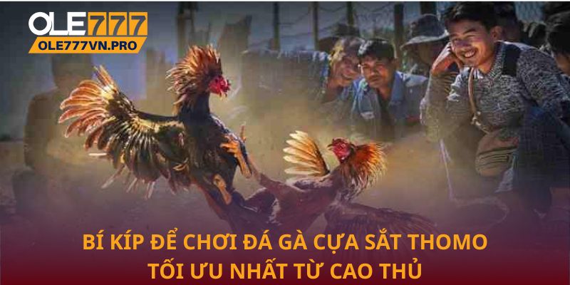 Bí kíp để chơi đá gà cựa sắt Thomo tối ưu nhất từ cao thủ