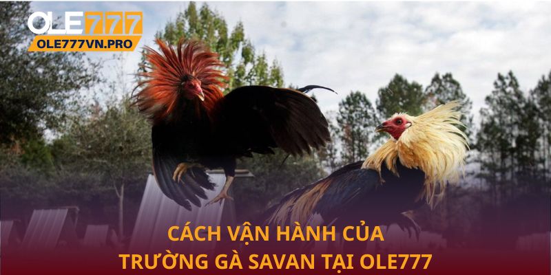 Cách vận hành của Trường gà Savan tại Ole777