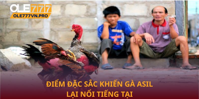 Điểm đặc sắc khiến Gà Asil lại nổi tiếng tại Ole777