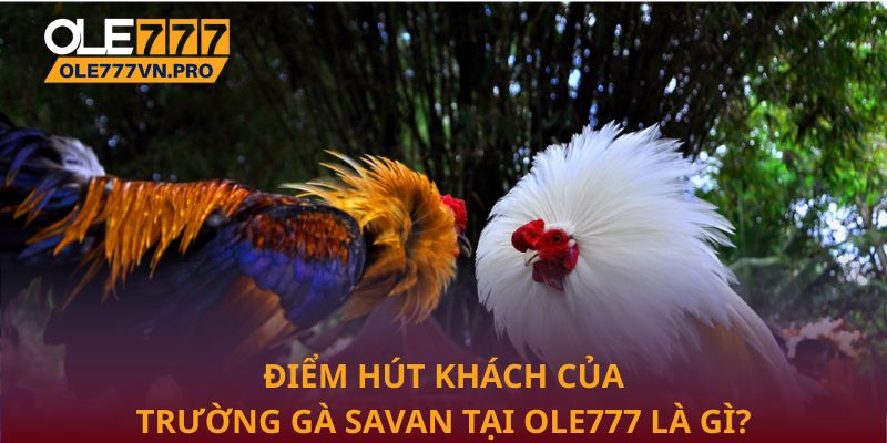 Điểm hút khách của Trường gà Savan tại Ole777 là gì?