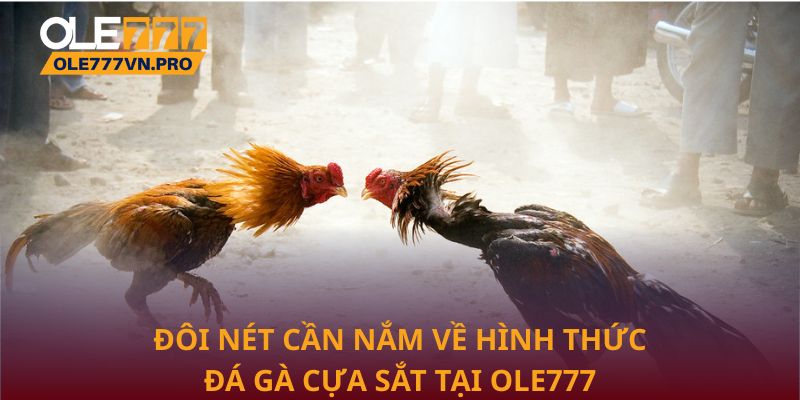 Đôi nét cần nắm về hình thức đá gà cựa sắt tại Ole777