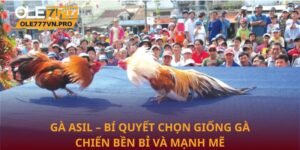 Gà Asil