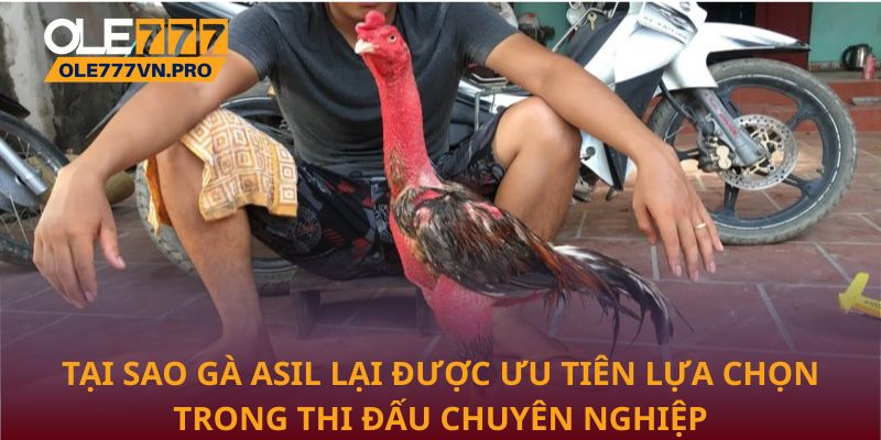 Tại sao Gà Asil lại được ưu tiên lựa chọn trong thi đấu chuyên nghiệp
