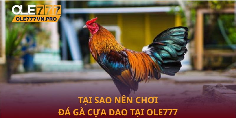 Tại sao nên chơi Đá gà cựa dao tại Ole777