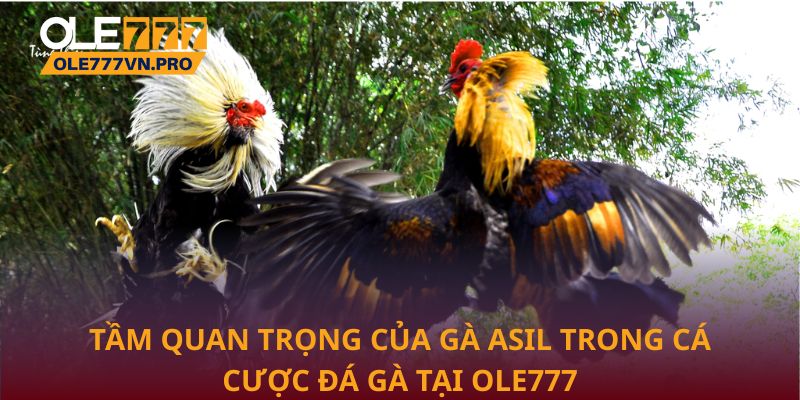Tầm quan trọng của Gà Asil trong cá cược đá gà tại Ole777