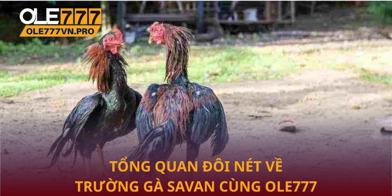 Tổng quan đôi nét về Trường gà Savan cùng Ole777